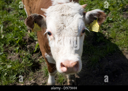 Kalb mit Ohrmarken in einer Herde von reinen Hereford-Rinder bei Boyton Sümpfe, Suffolk, England Stockfoto
