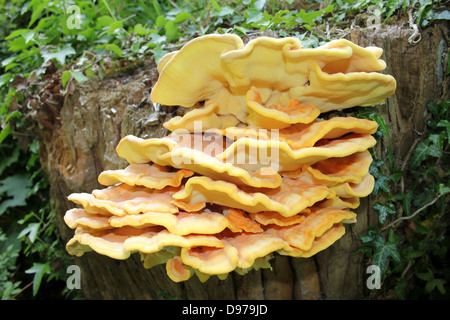 Huhn von The Woods Laetiporus schwefelhaltigen Stockfoto