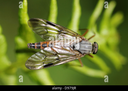 Snipe Fly Rhagio scolopacea Stockfoto