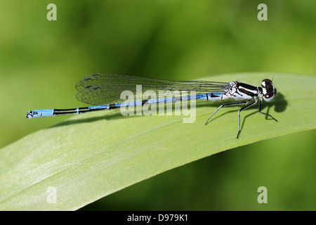 Azure Damselfly Coenagrion puella Stockfoto