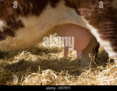 Kuh-Euter-Herde von Hereford-Rinder bei Boyton Sümpfe, Suffolk, England Stockfoto