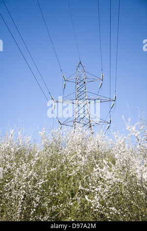 Strommast mit Hochspannungs-Leitungen durch blauen Himmel über Frühjahr blühen auf Büschen, Suffolk, England Stockfoto