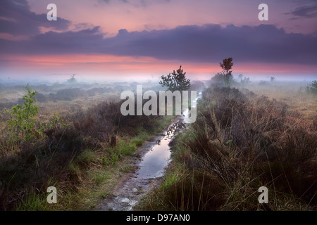 nassen schmalen Pfad im Nebel über Sümpfe, Drenthe, Niederlande Stockfoto