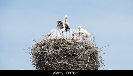 Schachteln Sie mit Storchenpaar mit jungen in den Niederlanden mit blauem Himmel als Hintergrund Stockfoto