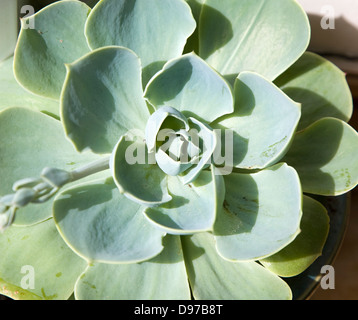 Nahaufnahme der Blätter der Sukkulenten Sedum Pflanzen Stockfoto