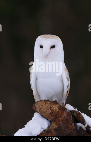 Schleiereule (Tyto Alba) Männchen, thront auf Post, im Schnee, North Yorkshire, UK, Januar Stockfoto