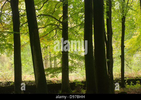 Herbstfärbung bei Grass Holz, Wharfedale, Yorkshire Dales National Park, North Yorkshire, England, Oktober Stockfoto