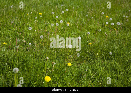 Löwenzahn-Pflanzen, Taraxacum Officinale, in Blüte und mit Samenköpfe wachsenden Rasen Wiese, Suffolk, England Stockfoto