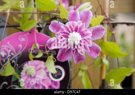 Nahaufnahme von Clematis Blume Swanns Baumschule Gartencenter, Bromeswell, Suffolk, England Stockfoto