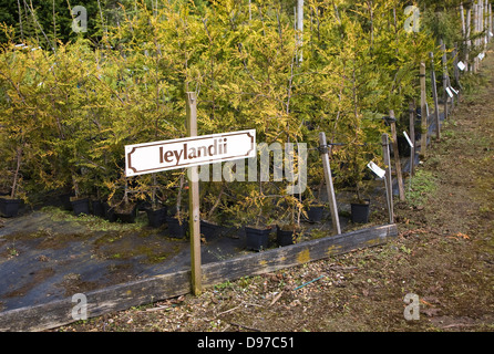 Leylandii Pflanzen zum Verkauf an Swanns Baumschule Gartencenter, Bromeswell, Suffolk, England Stockfoto