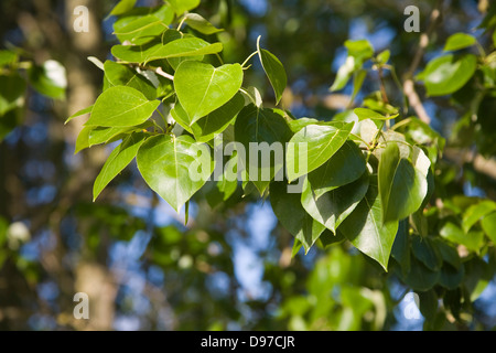 Nahaufnahme der Blätter der gemeinsamen oder Beben Aspen, Populus Tremula, Suffolk, England Stockfoto