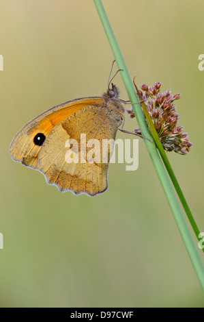 Wiese braun, Maniola Jurtina, butterly, Großes Ochsenauge Stockfoto