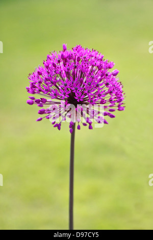 schöne Allium Blumen im Garten, mit Platz für text Stockfoto