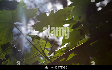 Sonnenlicht durch junge Platane verlässt veranschaulicht den Prozess der Photosynthese, UK Stockfoto