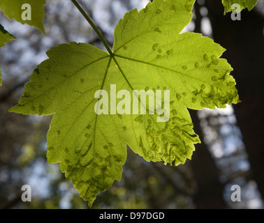 Nahaufnahme von gestromt Flecken auf Ahorn Baum Blatt möglicherweise als Ergebnis Erineum Gallen - die Arbeit der Milben Eriophyes, Suffolk, UK Stockfoto