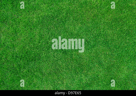 Rasen, Rasen hautnah. Stockfoto