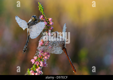 Black Darter, Sympetrum Danae, Drachen fliegen, Schwarze Heidelibelle Stockfoto