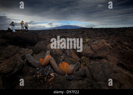 Klima überleben der trockenen Lava-Gestein, Punta Moreno, Isabela Island, Galapagos Stockfoto