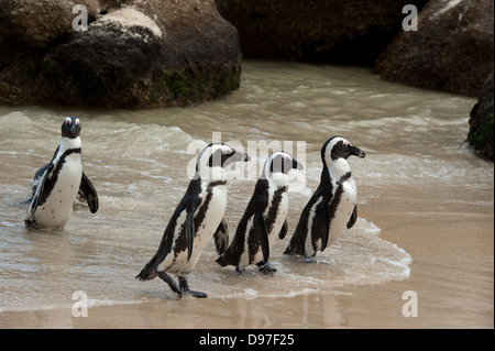 Afrikanische Pinguine, Spheniscus Demersus, Boulders Beach, Cape Peninsula, Südafrika Stockfoto