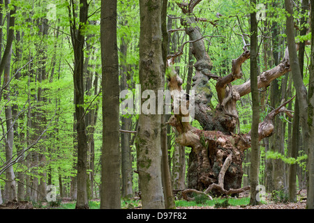 Eine uralte Eiche Baum tief in einem Buche Wald am Savernake Forest, Marlborough, Wiltshire, England. Frühling (Mai) Stockfoto