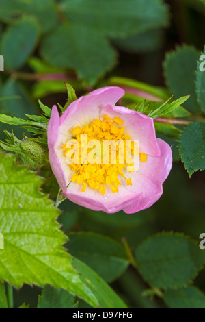 Hundsrose (Rosa Canina) Stockfoto