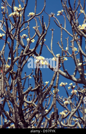 Asien, Indien, Karnataka, Sravanabelagola, Chandragiri Hill, blühenden Frangipani-Baum Stockfoto