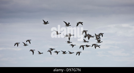 Gänse, Migration, Island Stockfoto