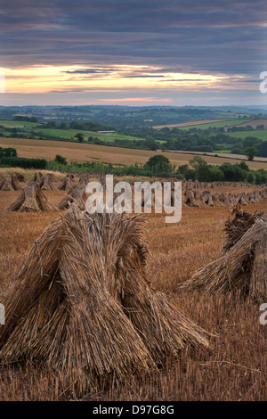 Weizen für thatching geerntet in traditionellen Stooks, Devon, England. Sommer 2011 Stockfoto