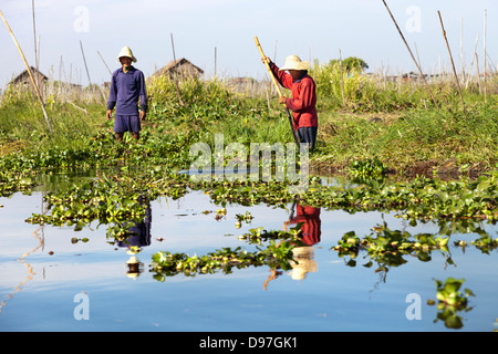 Arbeitnehmer auf die schwimmenden Gärten von Inle Lake, Myanmar Stockfoto