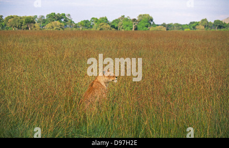 Eine weibliche Löwin fügt sich in hohen Gräsern, Suche nach Spiel in die umgebende Landschaft. Serengeti Nationalpark, Tansania Stockfoto