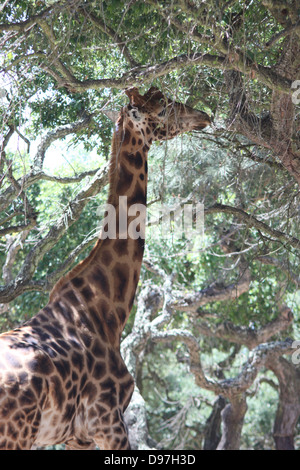 Giraffe, Essen Stockfoto