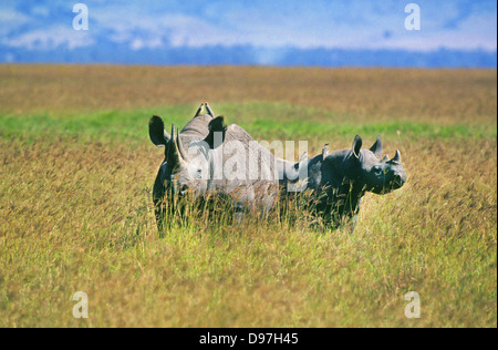 Tick Vögel sitzen auf einem seltenen und vom Aussterben bedrohte schwarze Nashörner oder Nashörner im Ngorongoro Crater, Tansania, Ostafrika Stockfoto