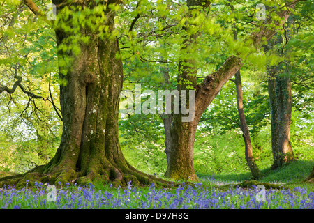 Buche und Eiche Bäume über einen Teppich aus Glockenblumen in einem Waldgebiet, Blackbury Camp, Devon, England. Frühjahr 2012 (Mai). Stockfoto