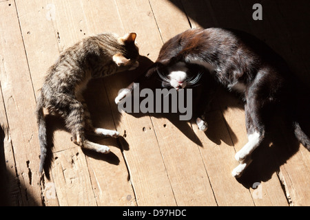 Dösenden Katzen Nga Phe Kyaung springenden Katze Kloster, Myanmar Stockfoto