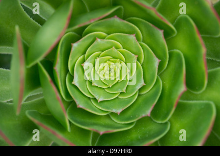 Aeonium Arboreum Pflanze Blatt-Muster Stockfoto