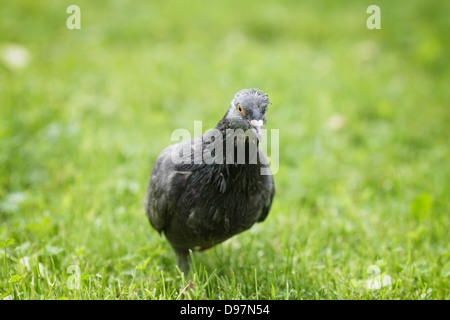 Taube auf Rasen, selektiven Fokus Stockfoto