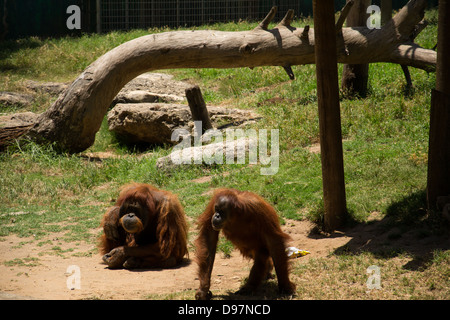 Orang-Utans, die gerade für Lebensmittel Stockfoto