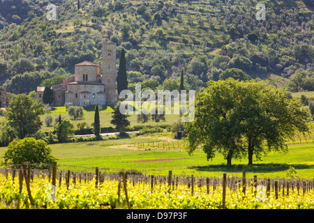 Abtei von Sant'Antimo mit Weinbergen, Montalcino, Toskana, Italien Stockfoto