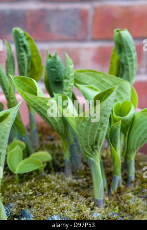 Nahaufnahme von Hostas, auch bekannt als Wegerich Lilien, Anbau in Töpfen im Garten Stockfoto