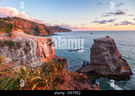 Muriwai Tölpelkolonie, Auckland, Neuseeland. Bitte beachten Sie Bewegungsunschärfe auf Tölpel auf der Flucht. Stockfoto