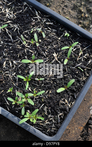 Französische Ringelblume, Tagetes Patula, Sämlinge wachsen in einer Schale mit Kompost. Stockfoto