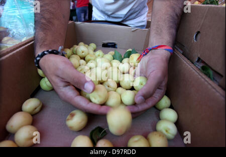 13. Juni 2013 - Dschafna, West Bank, Palästina - Palästinenser beteiligen sich an der Eröffnung des '' Apricot Ausstellung '' in der West Bank Dorf Dschafna nördlichen Ramallah, 13 Juni, 20132 (Credit-Bild: © Issam Rimawi/APA Images/ZUMAPRESS.com) Stockfoto