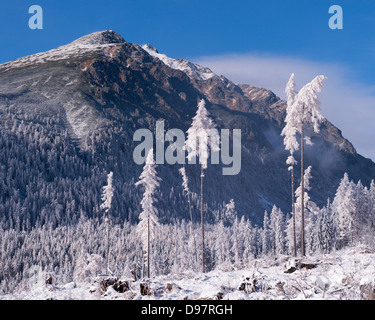 Schneebedeckte Bäume und Berge in der hohen Tatra, Slowakei, Europa. Winter 2012. Stockfoto