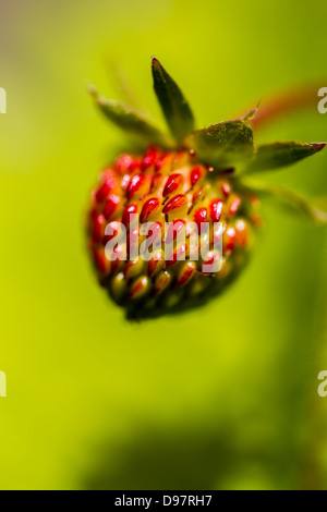 Wilde Erdbeeren Reifen im Sonnenlicht Stockfoto