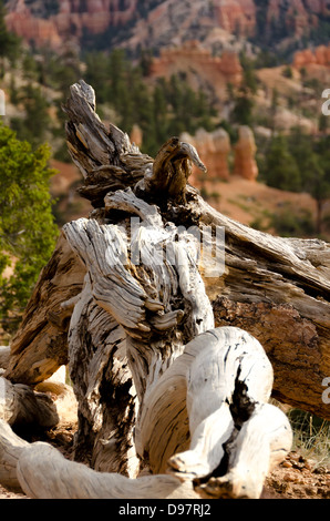 Detail eines alten verwitterten Baumes im Bryce-Canyon-Nationalpark Stockfoto