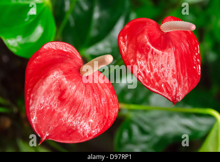 Zwei Anthurien aus nach einem regen nass Stockfoto