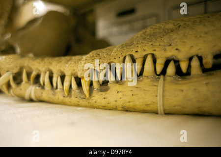 New England Geschichtsmuseum hält viele Artefakte in den Regalen im Kellerbereich Lagerung des Museums. Stockfoto