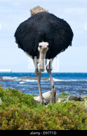 Männliche Strauß (Struthio Camelus), Kap der guten Hoffnung, Western Cape, Südafrika Stockfoto