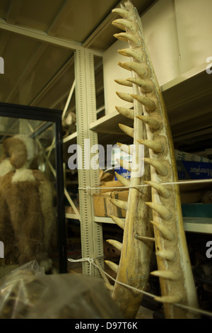 New England Geschichtsmuseum hält viele Artefakte in den Regalen im Kellerbereich Lagerung des Museums. Stockfoto