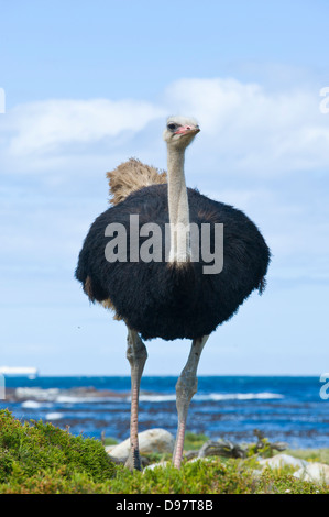 Männliche Strauß (Struthio Camelus), Kap der guten Hoffnung, Western Cape, Südafrika Stockfoto